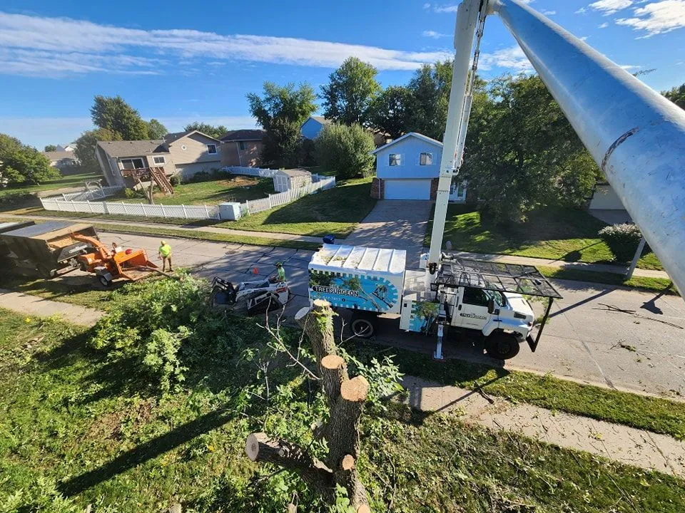 Tree Cutting