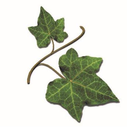 The Garden Studio, LLC Logo