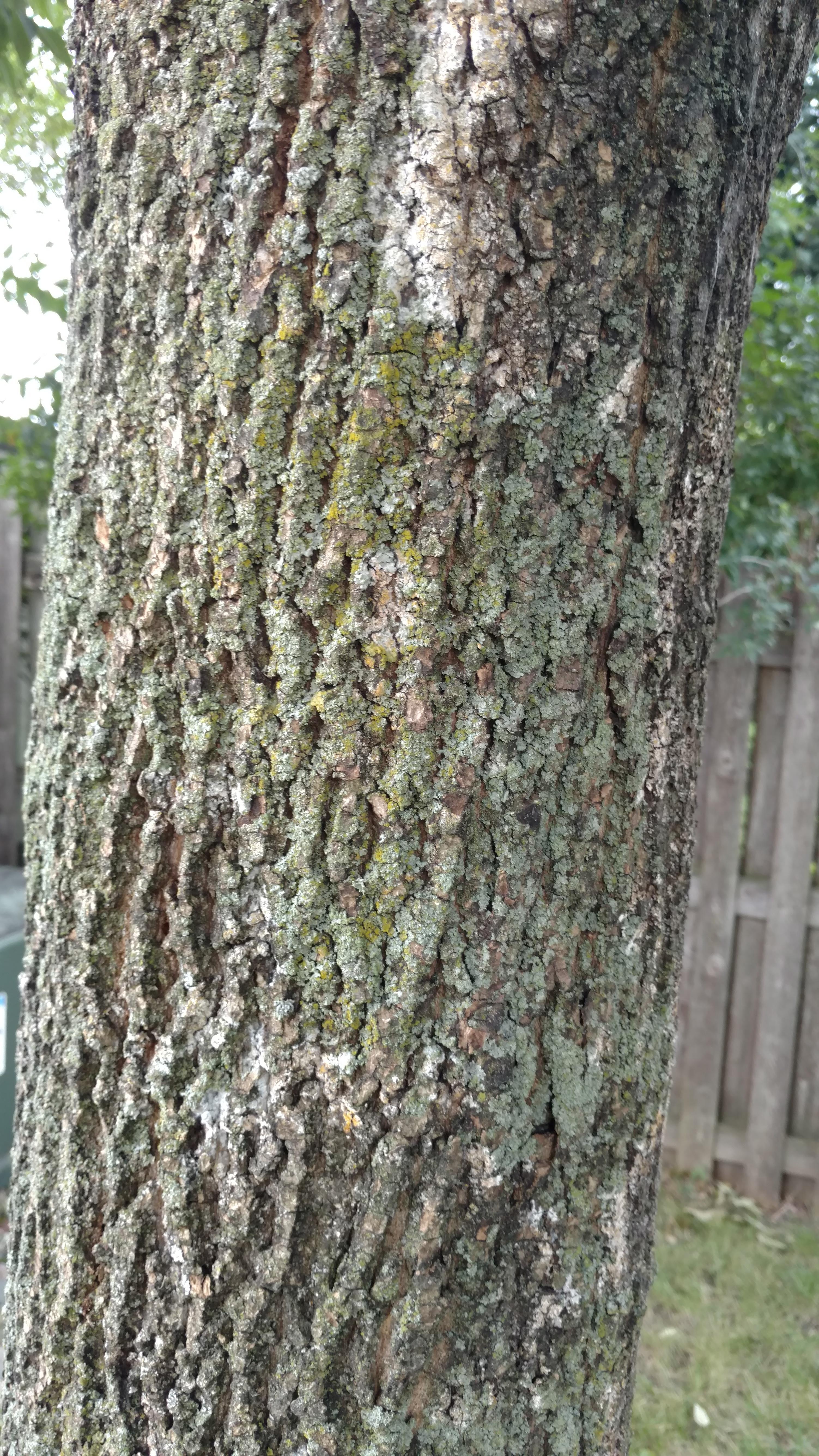 New Beginning Tree Service Company Image