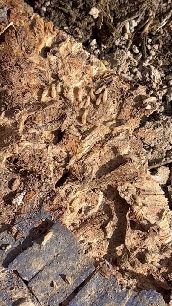 All Natural Pest Elimination Image