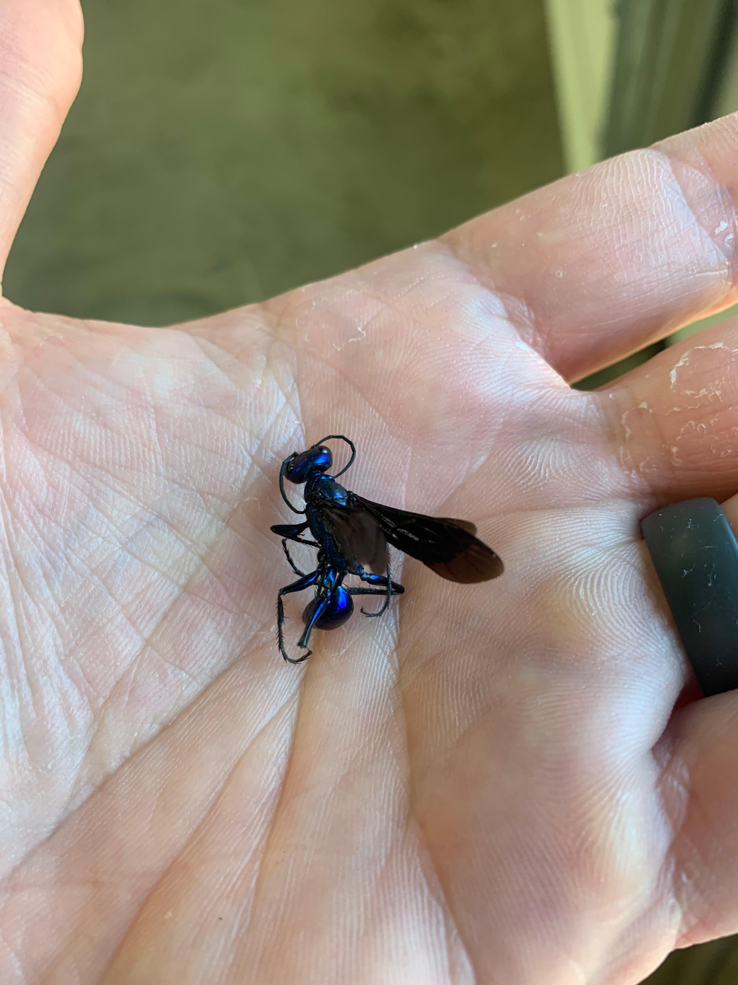 Fenix Pest Control, Inc Image