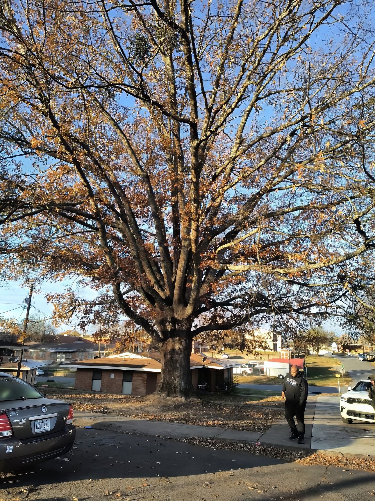 Plyler's Tree Service Image