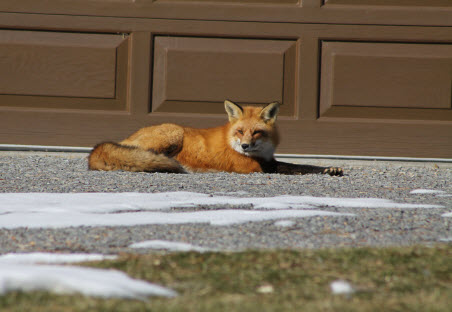 Pinnacle Wildlife control Photo