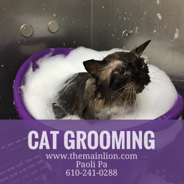 The Main Lion Cat Grooming Salon Coupons near me in Paoli ...