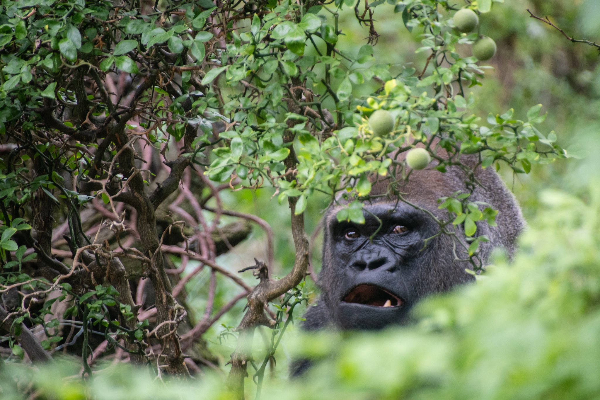 Holiday Inn Express & Suites Bronx - Zoo Area by IHG Image
