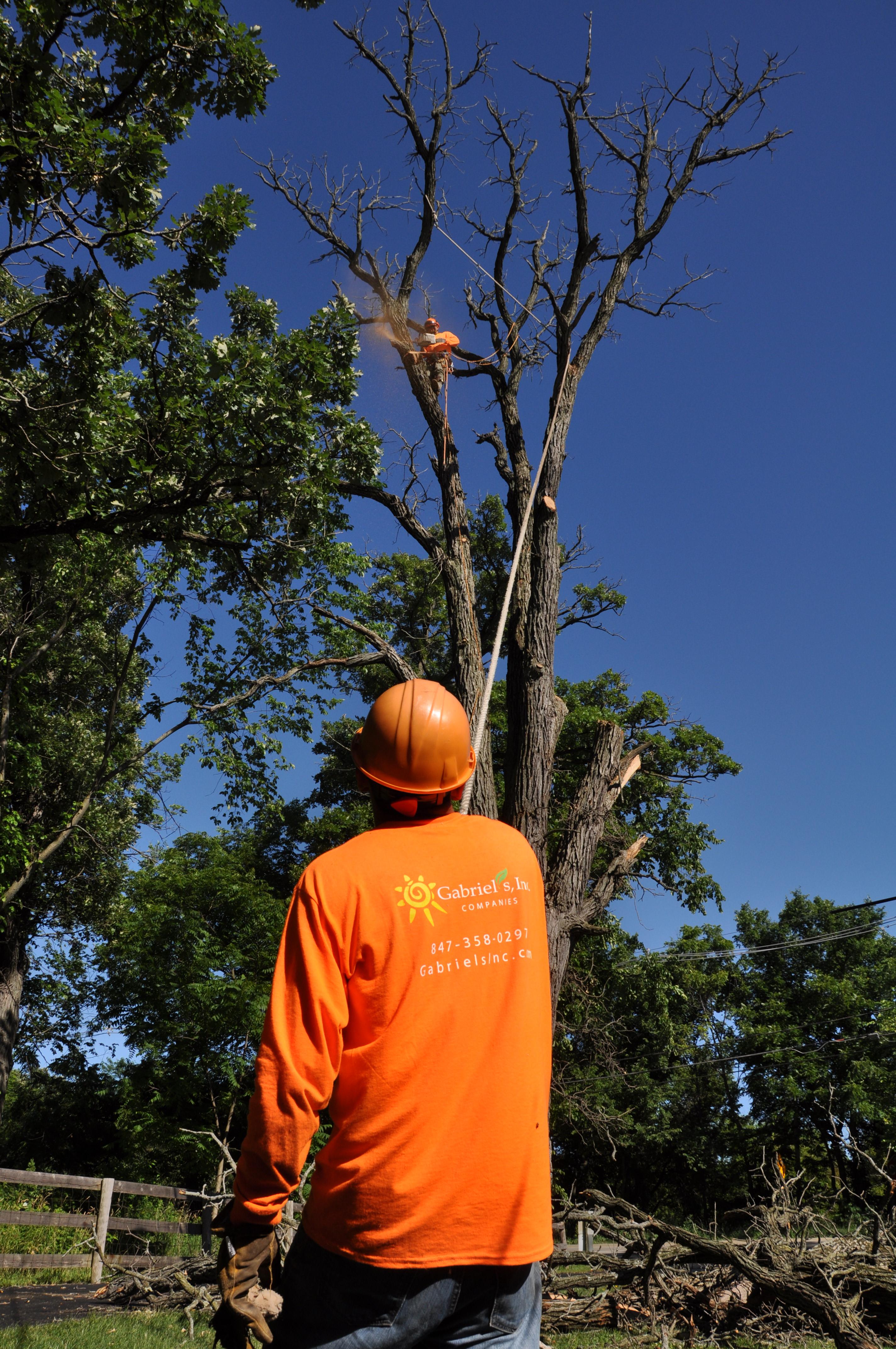 Gabriel's Tree Care Company Inc. Image