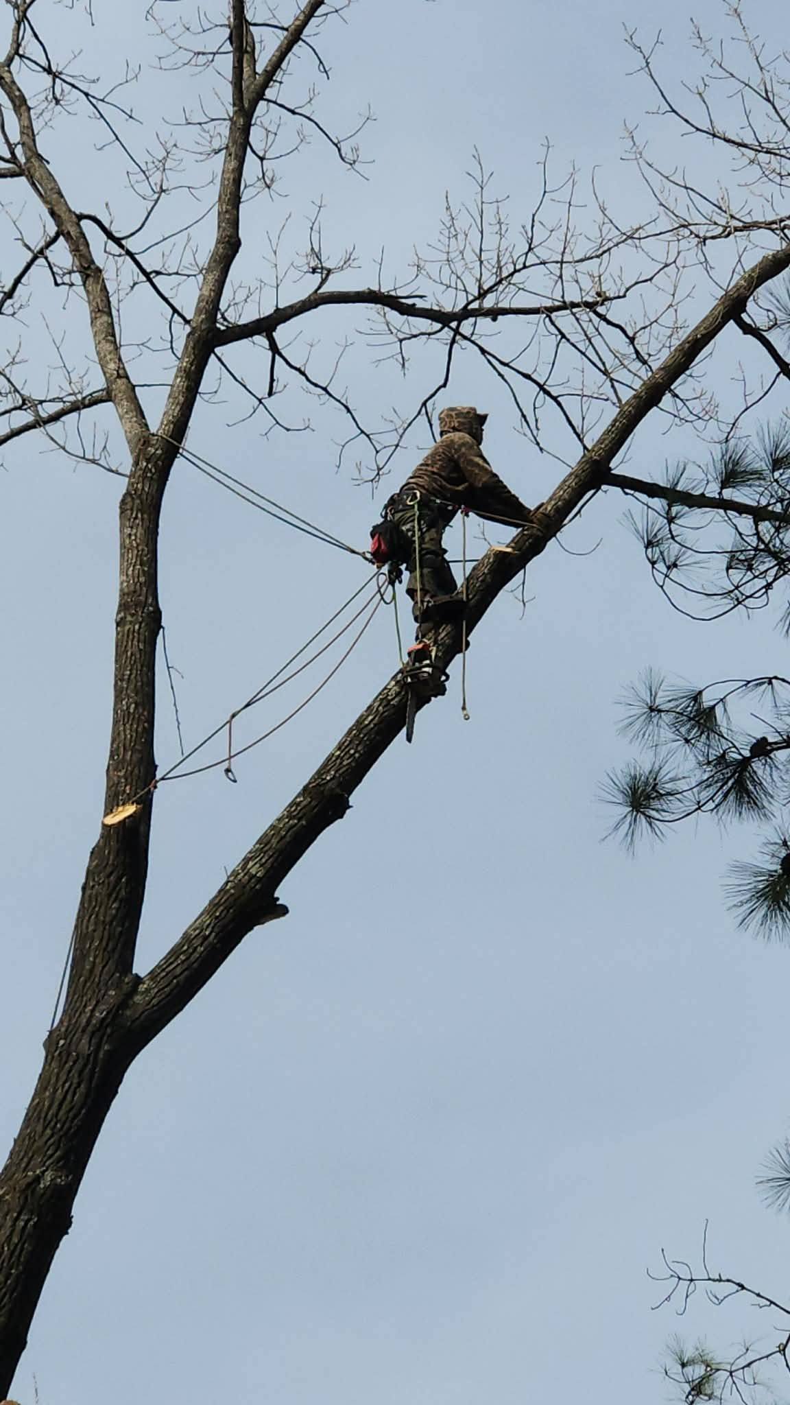 Plyler's Tree Service Image