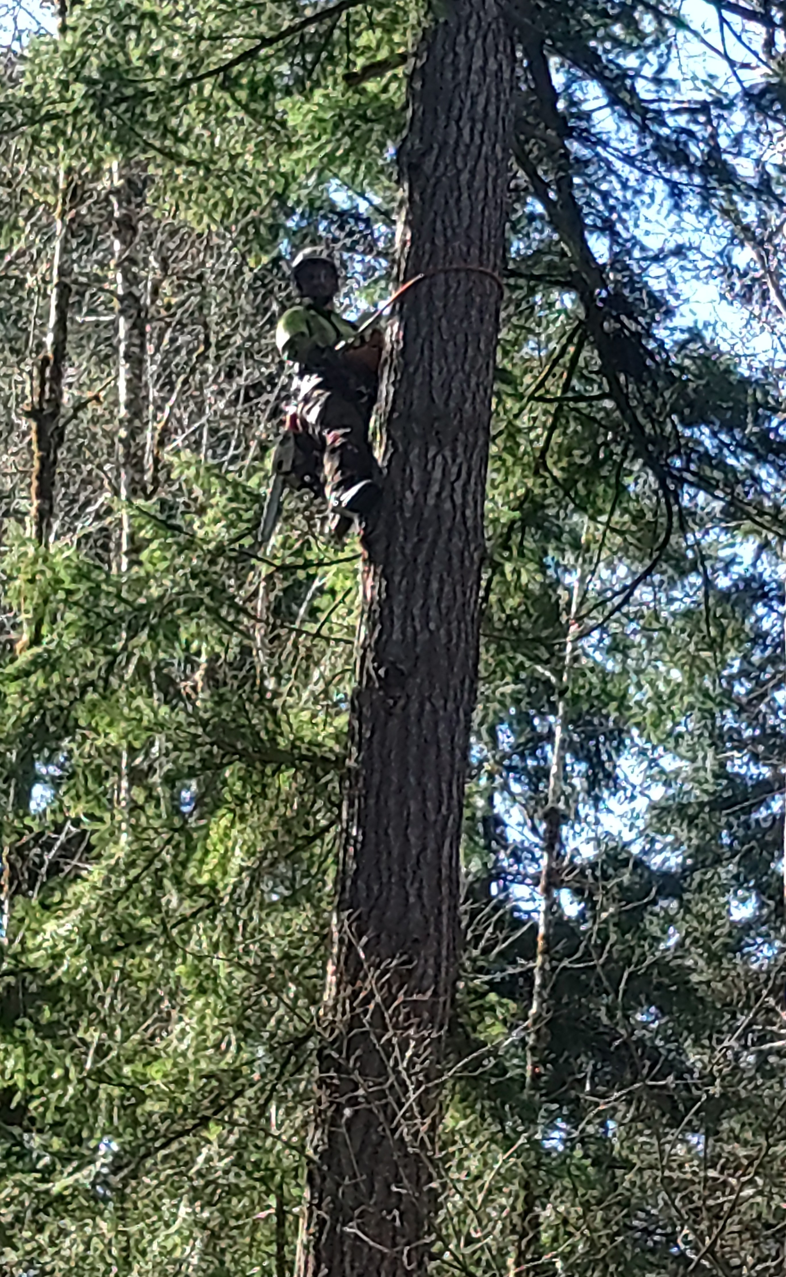 Ck Tree & Wood Working Image