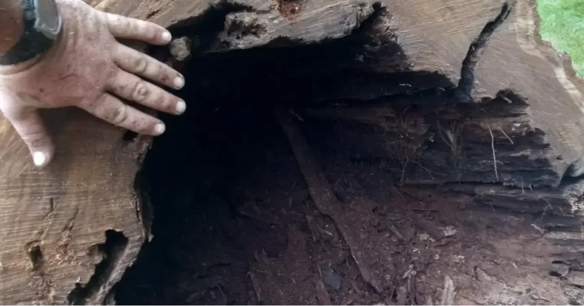 Tree and Stump Removal Service Image