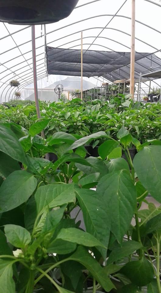 Old Stone House Logo