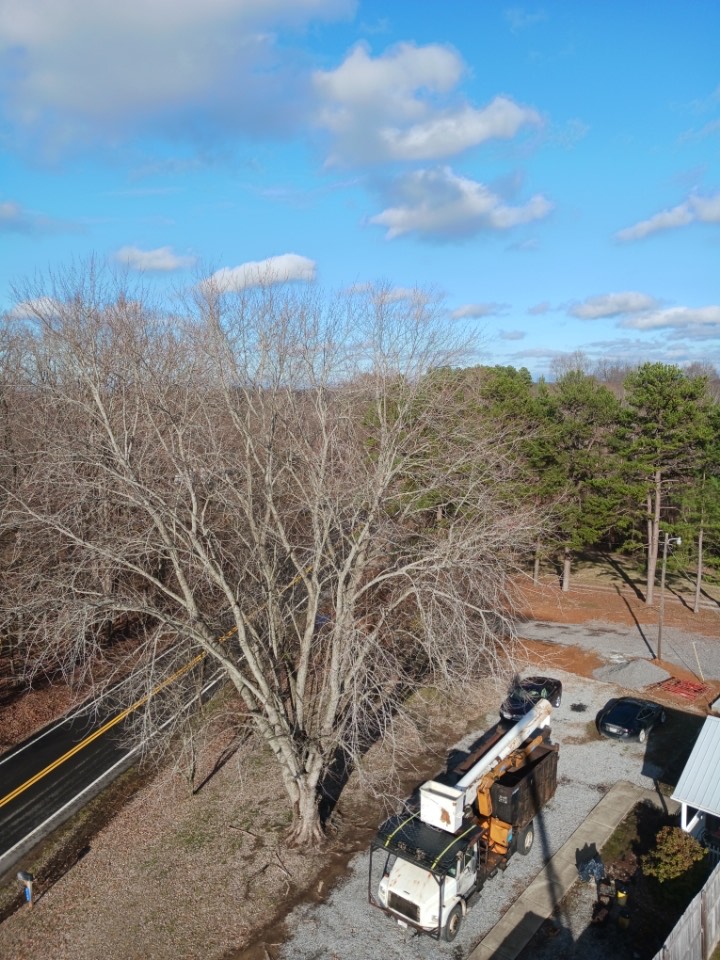 Bob Evans Tree Service Image