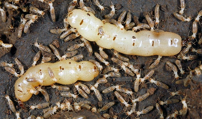 Termite queen and soldiers
