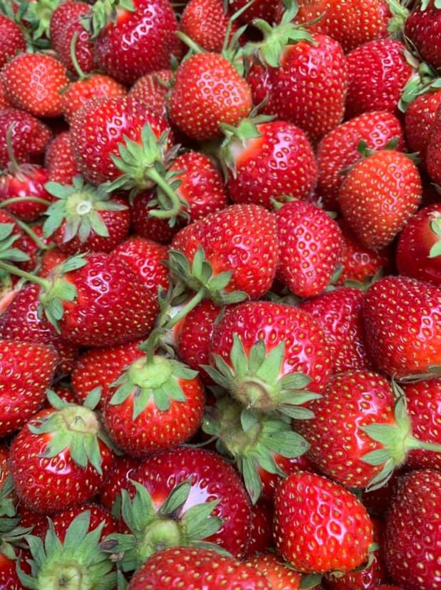 Fresh Fruit