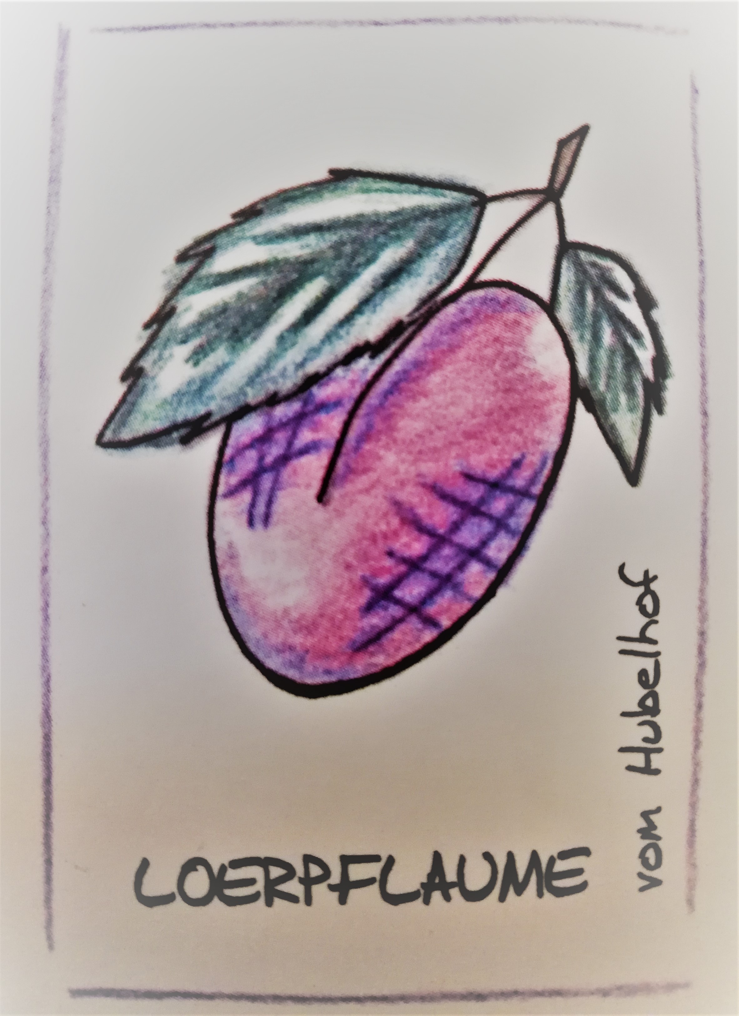 Loerpflaumen Schnaps Klar