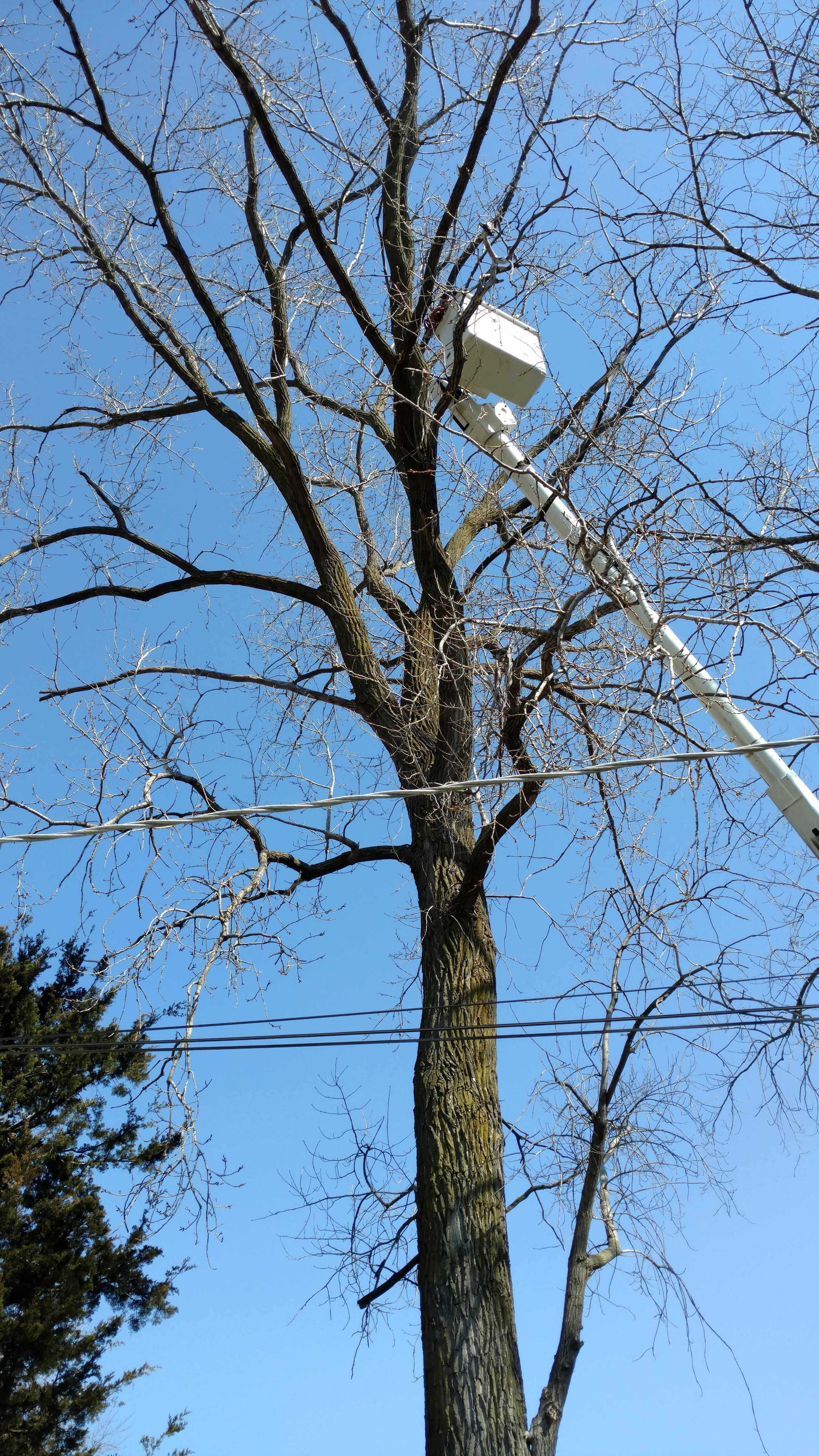 New Beginning Tree Service Company Image