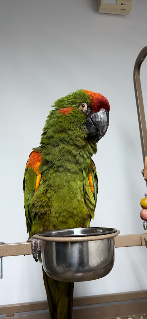 Exotic Bird Shop Image