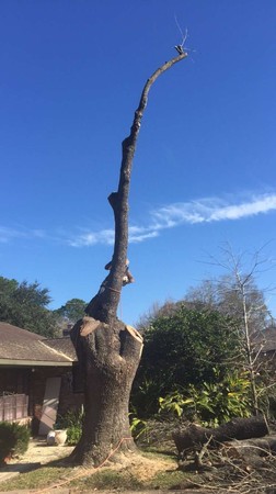Images Houston Tree Removal