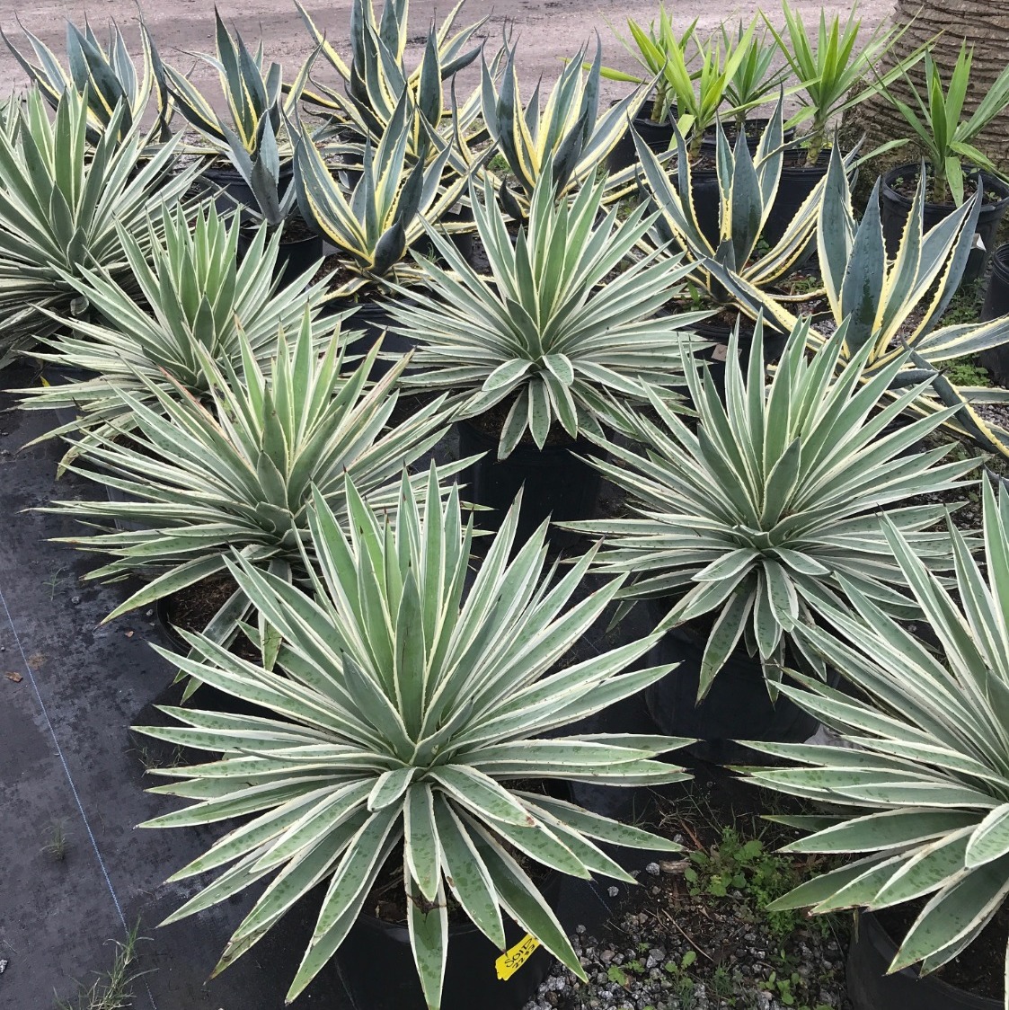 Unique Plants and Palms Photo