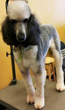 Lather & Leash Dog Grooming Photo