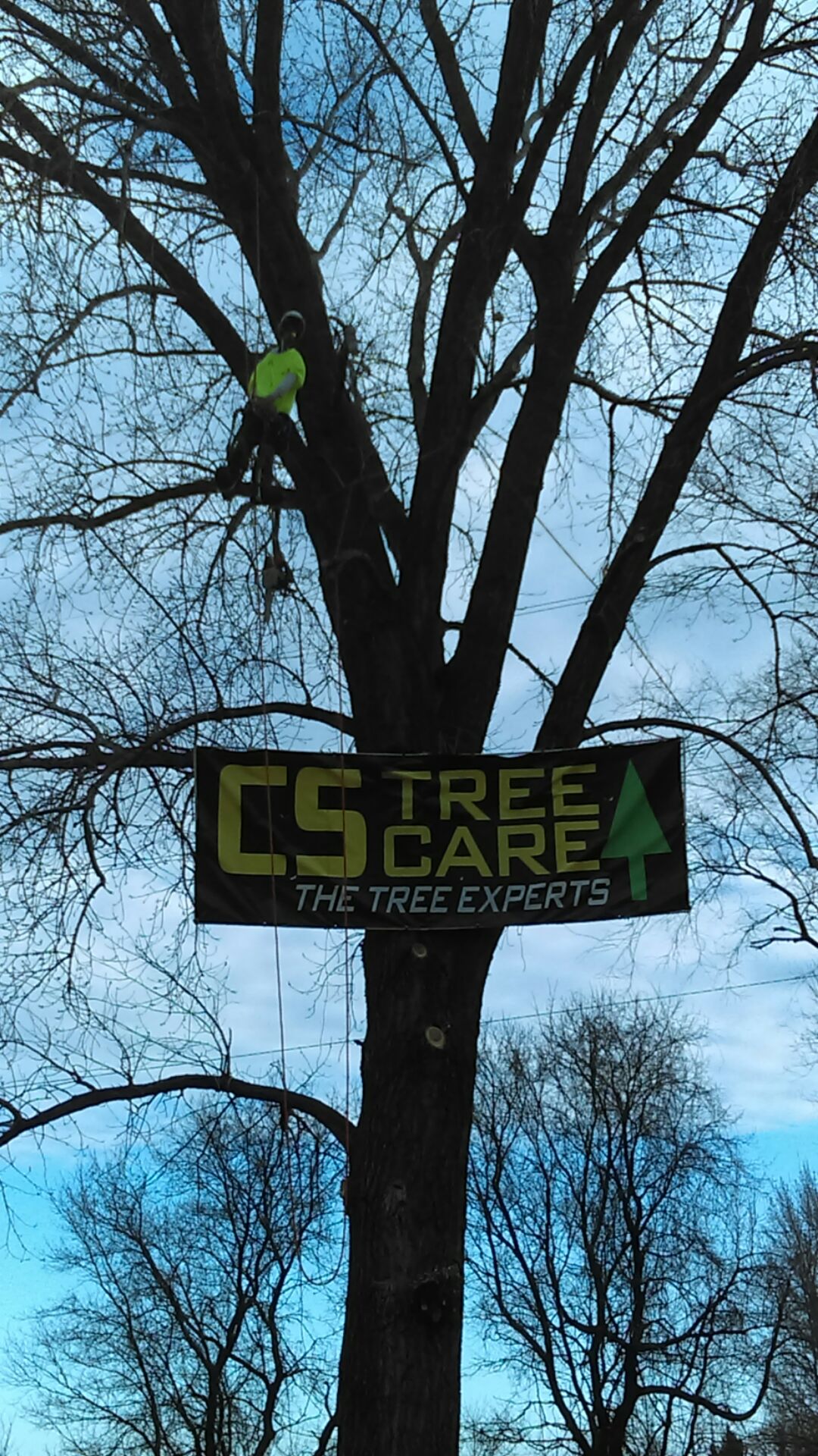 CS Tree Care Photo