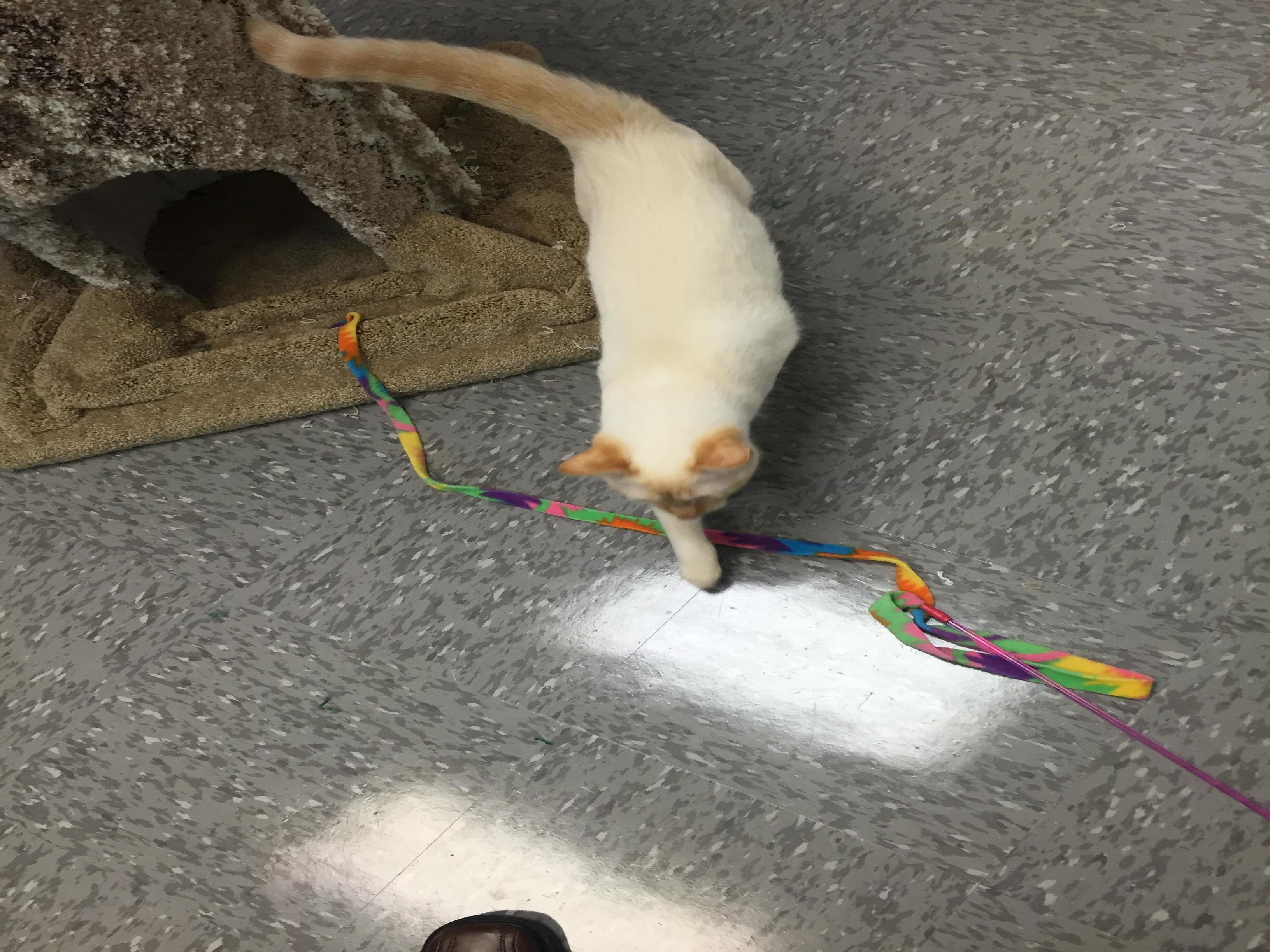 Whiskers on Kittens Boarding Image