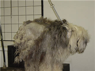 Images Doggy Styles Pet Services