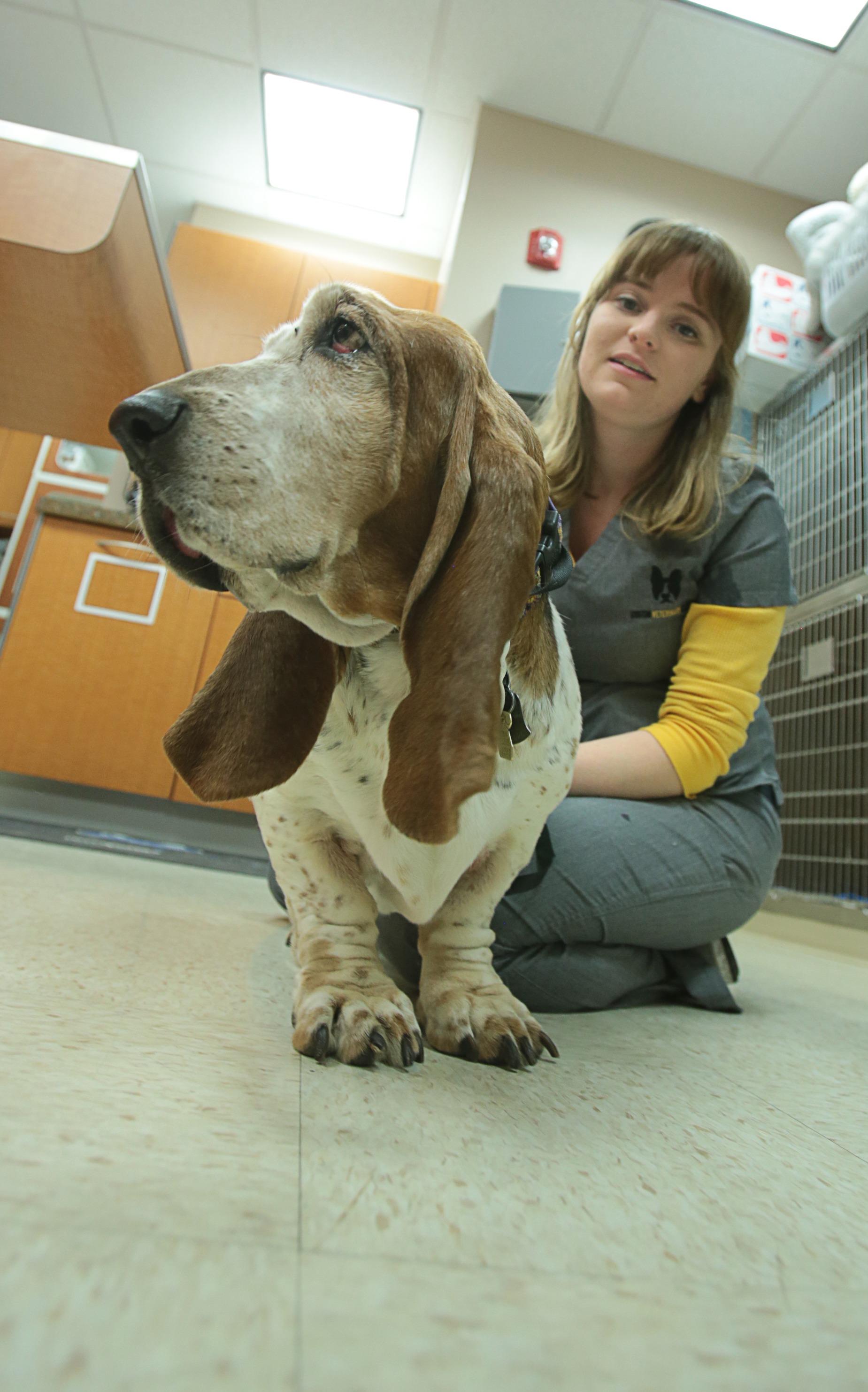Boston Veterinary Clinic Photo
