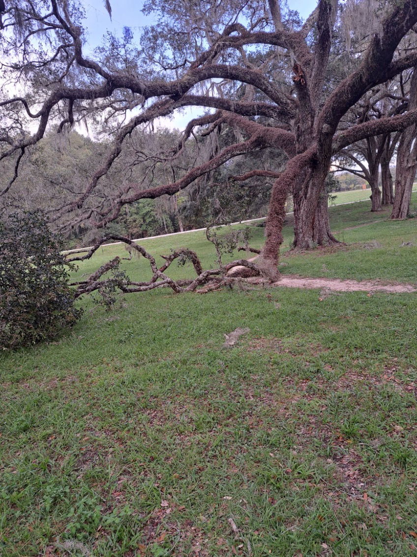 Commercial Tree Removal
