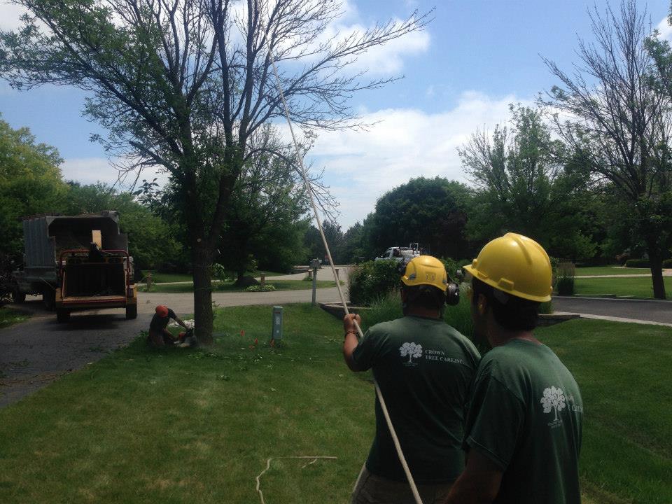 Crown Tree Care Inc Image