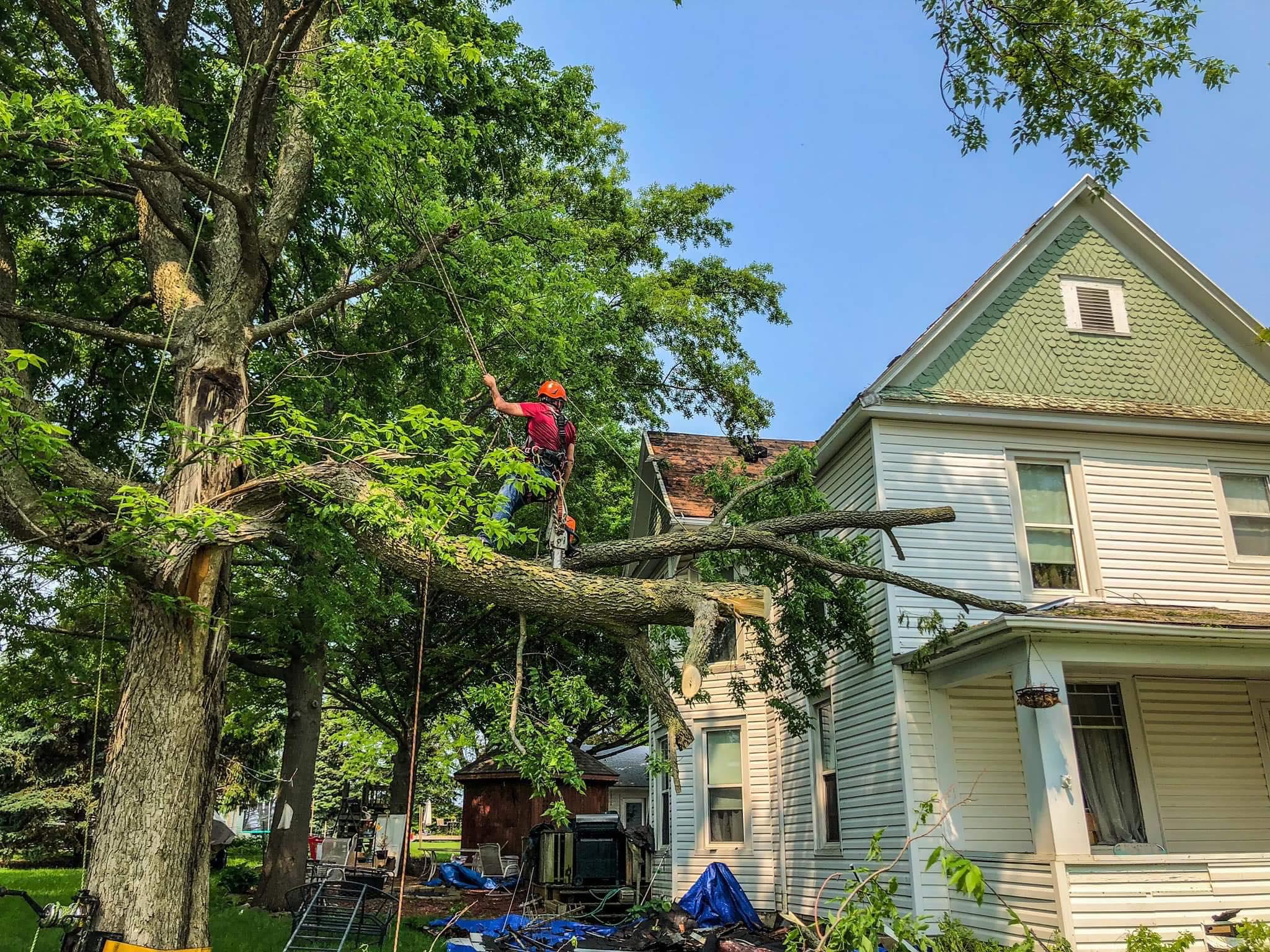 Advantage Tree Service Photo