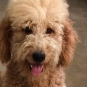 Goldendoodle Puppies