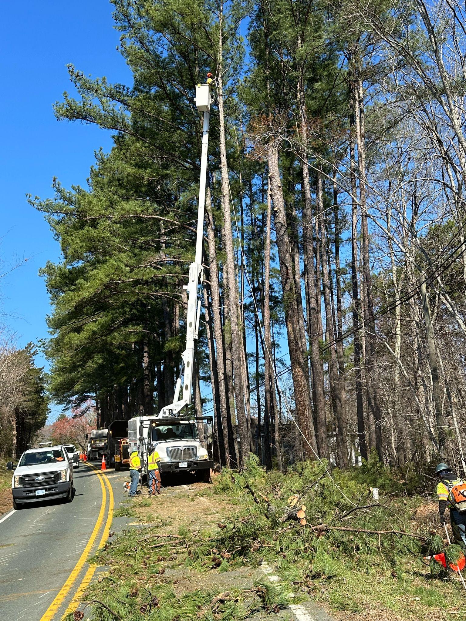 Y & VA TREE SERVICES LLC Image