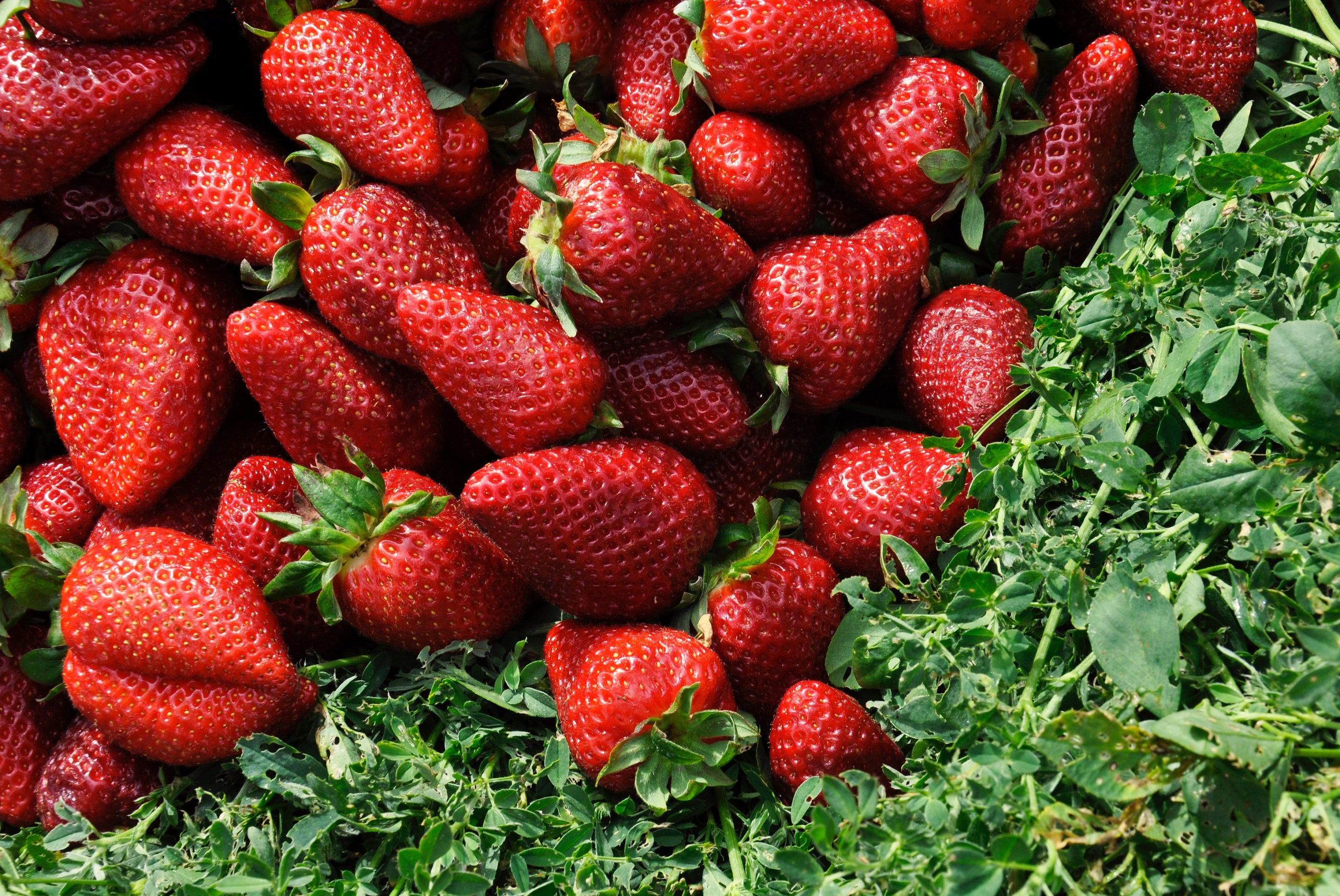 Carlsbad Strawberry Company Photo