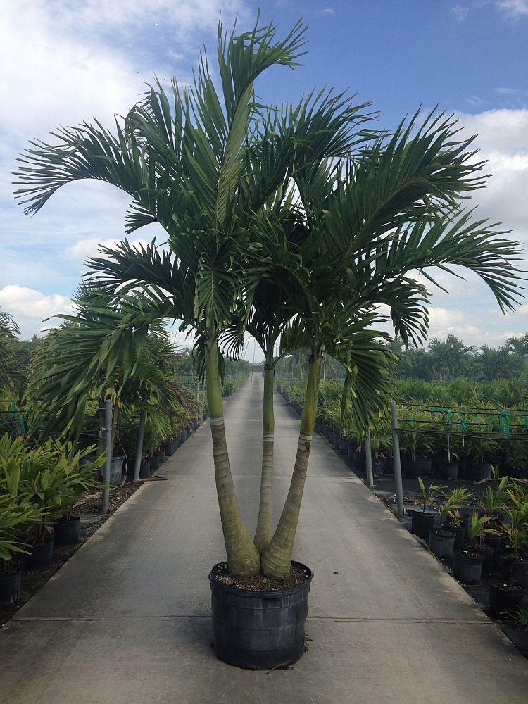 CT Palm Trees Photo