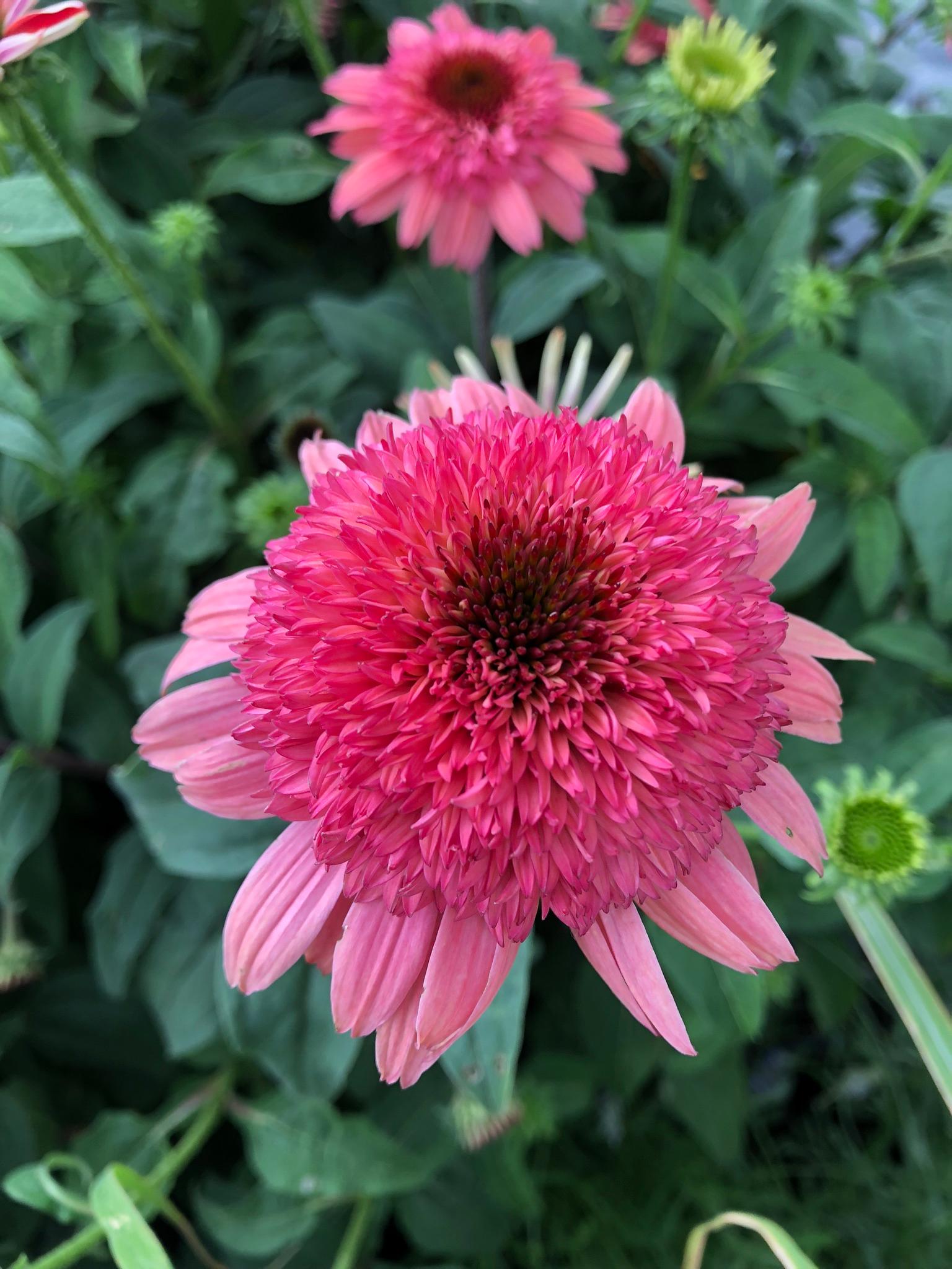 Cache Valley Nursery Image