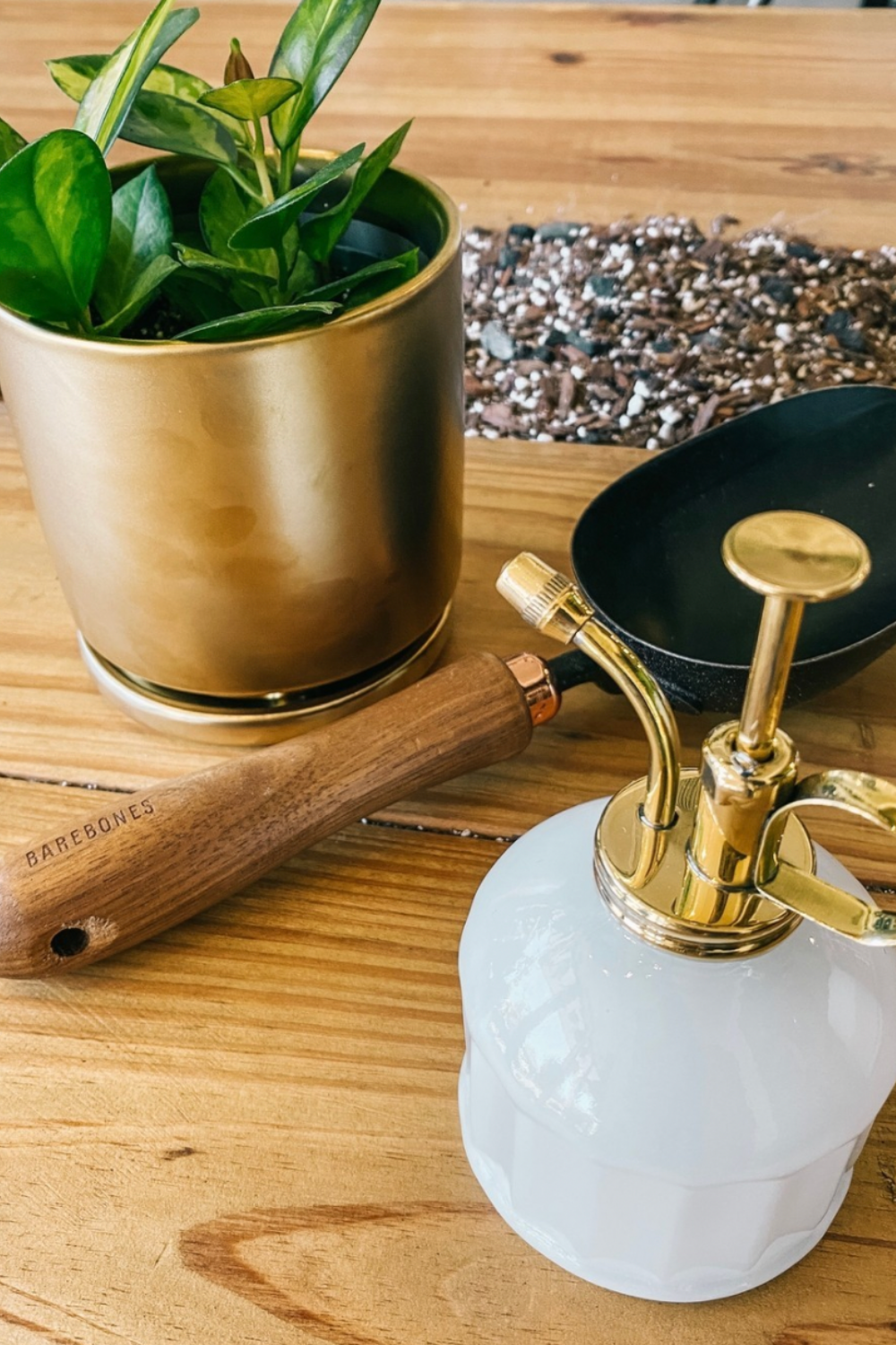 Jungle Room by BWH Plant Co Image