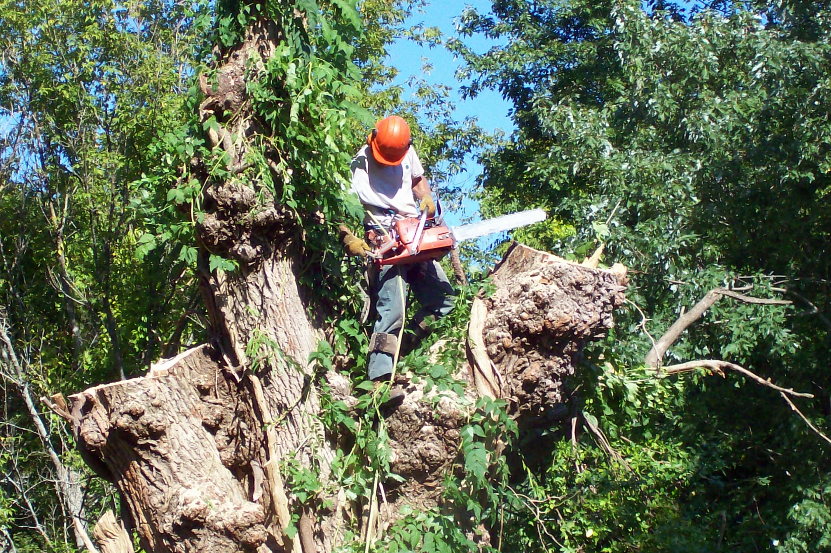 Allscape Tree & Turf Services, Inc. Image