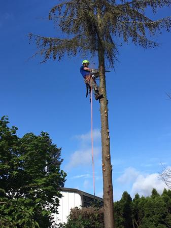 Images Tim's Tree Removal And Services LLC