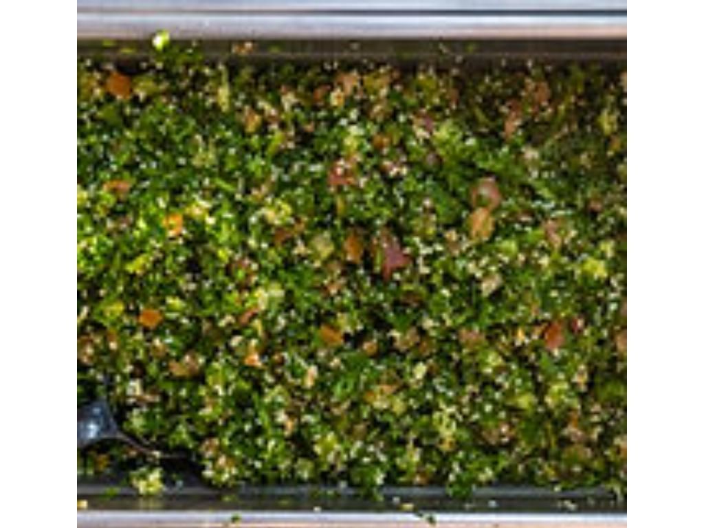 SMALL TABBOULEH SALAD