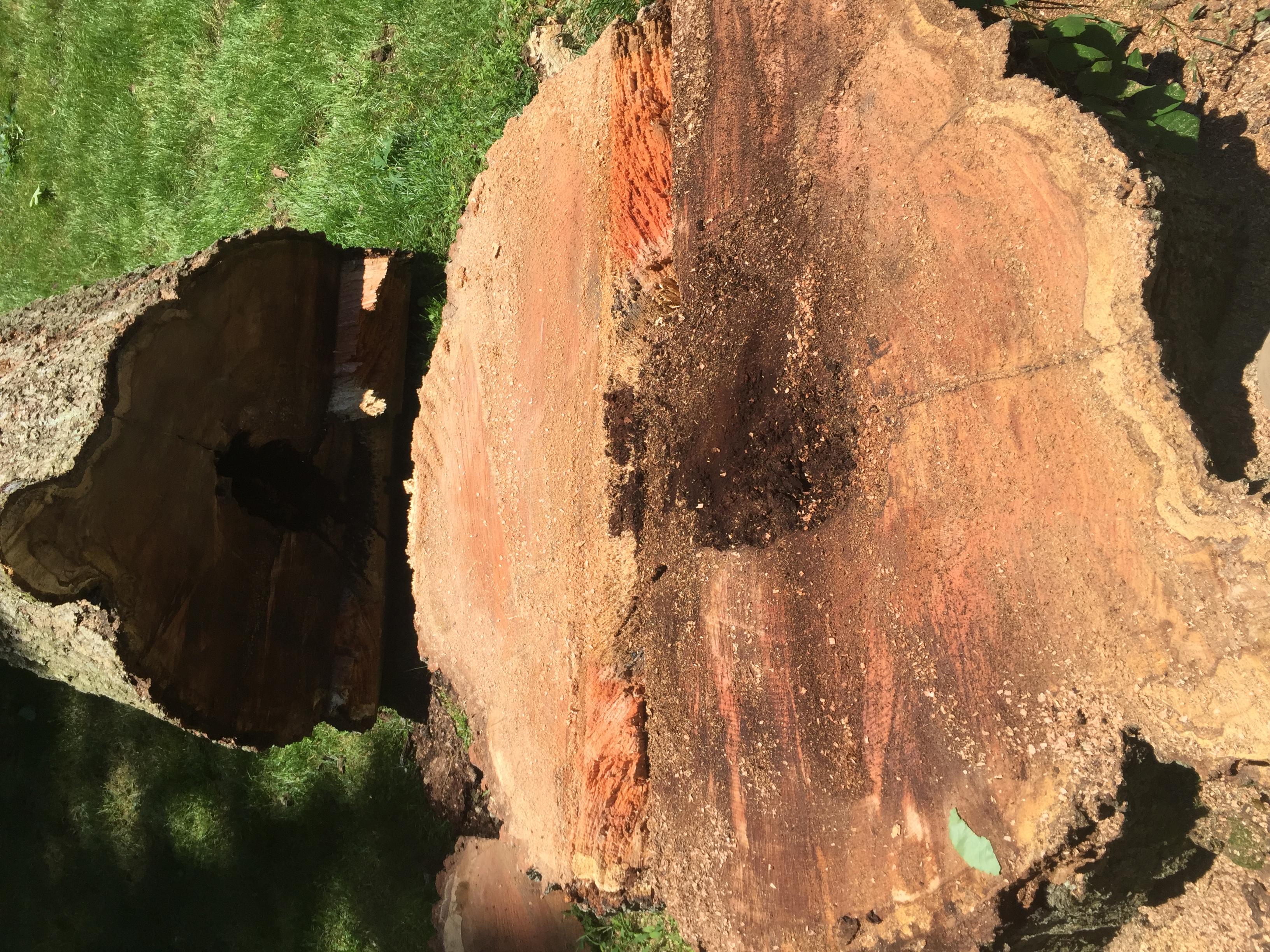 Specialty Tree & Bucket Service Image