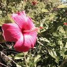 South Maui Gardens