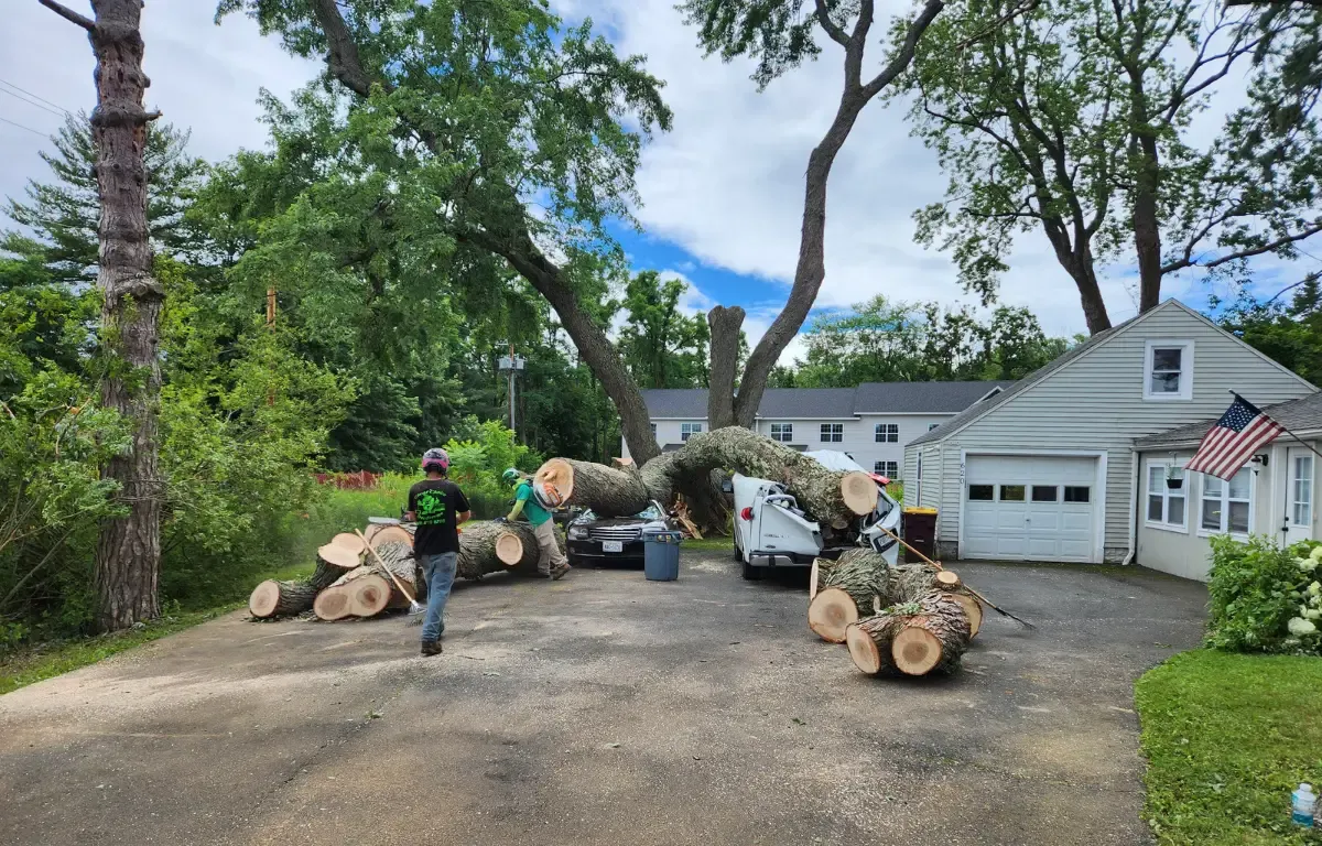 Tree and Stump Removal Service Image