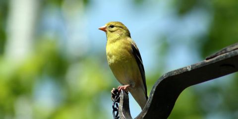 Ways to Create a Bird-Friendly Landscape