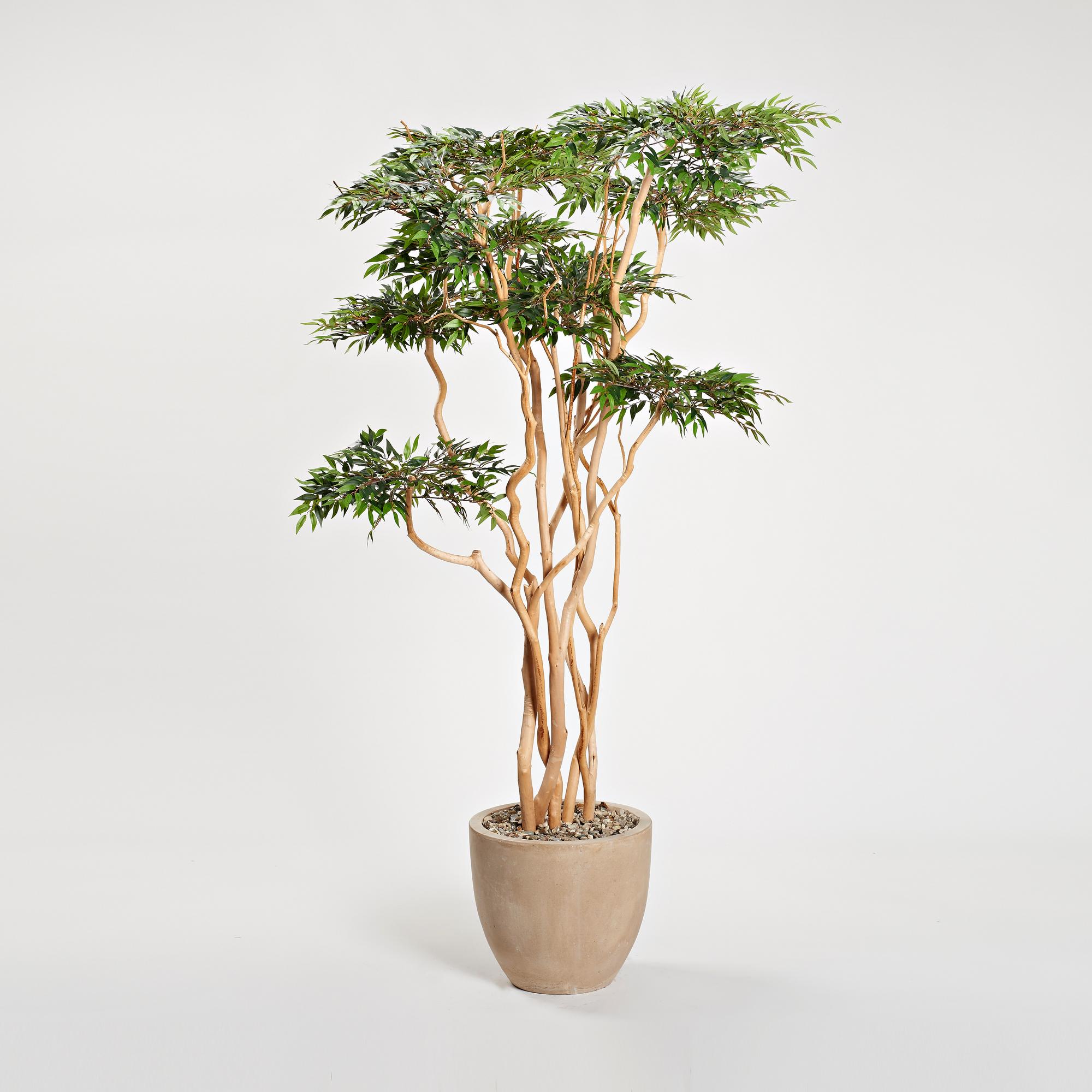 Sandblasted Ruscus in Grove Planter