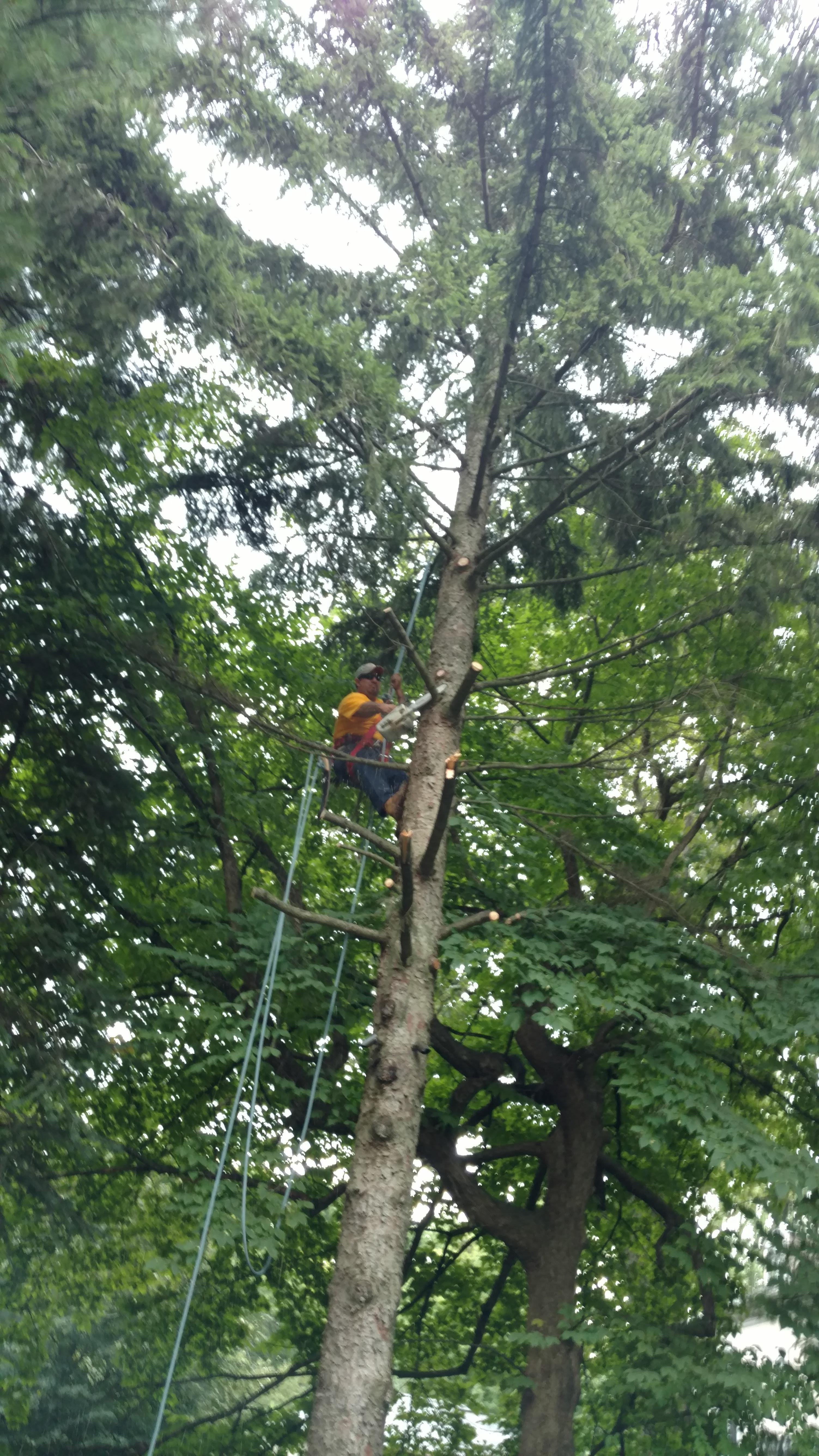 New Beginning Tree Service Company Image