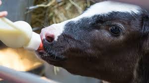 Calf Nursing Bottle