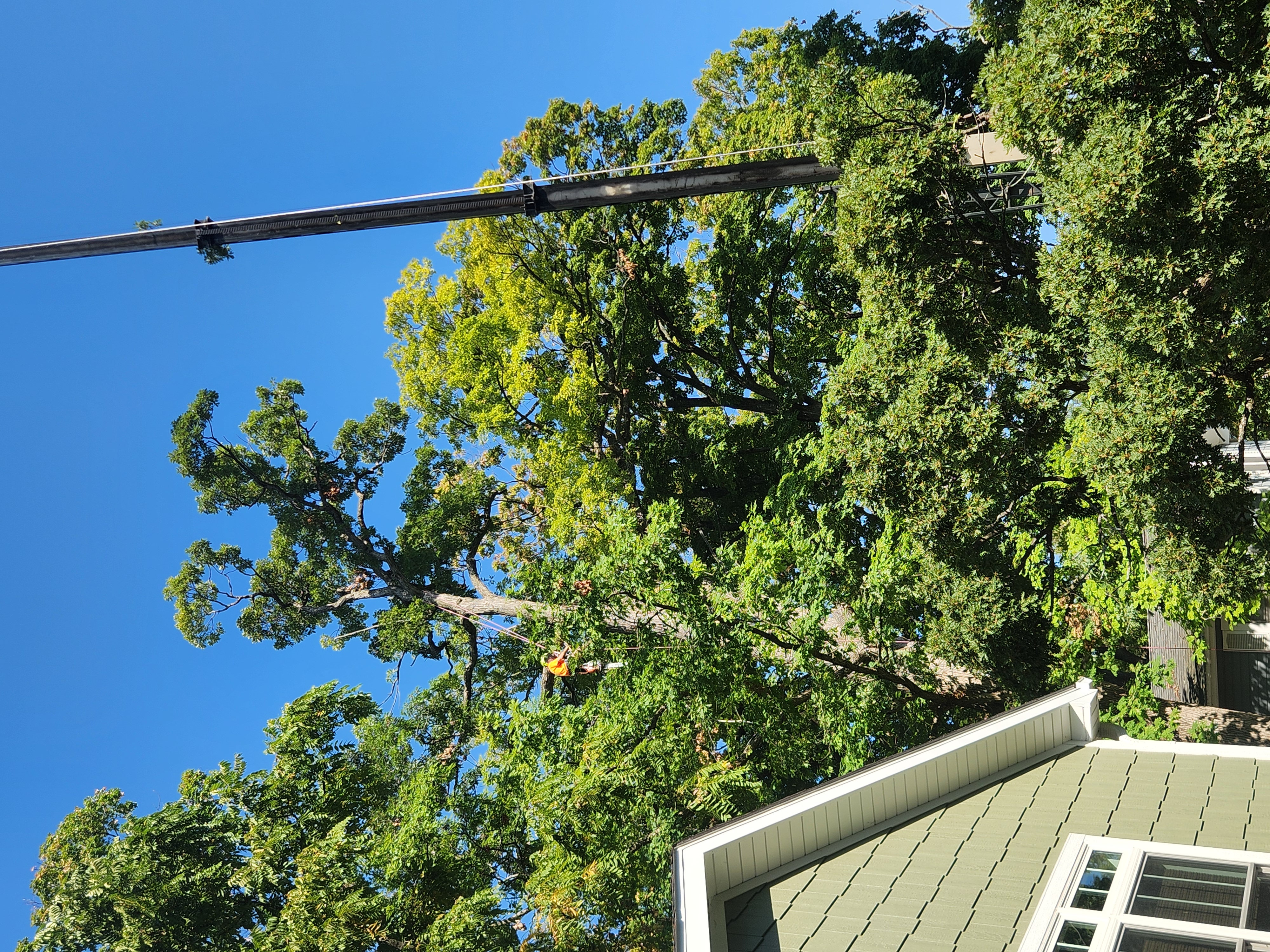 Tim's Tree Service Image