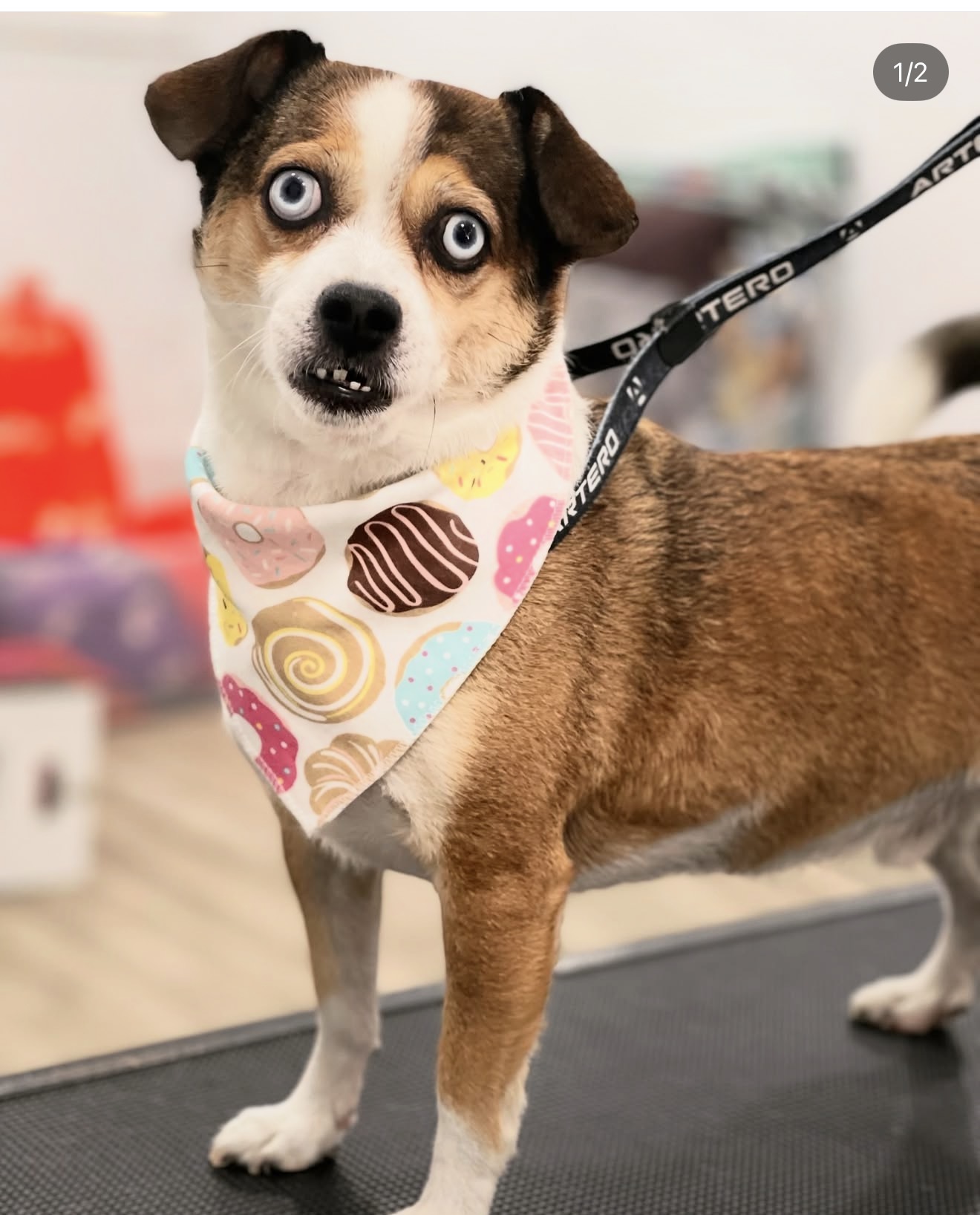 Galería en miniatura