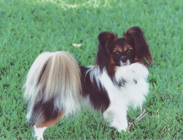 Images Pampered Pups Dog Sitting