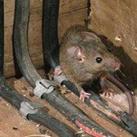Cook's Pest Management